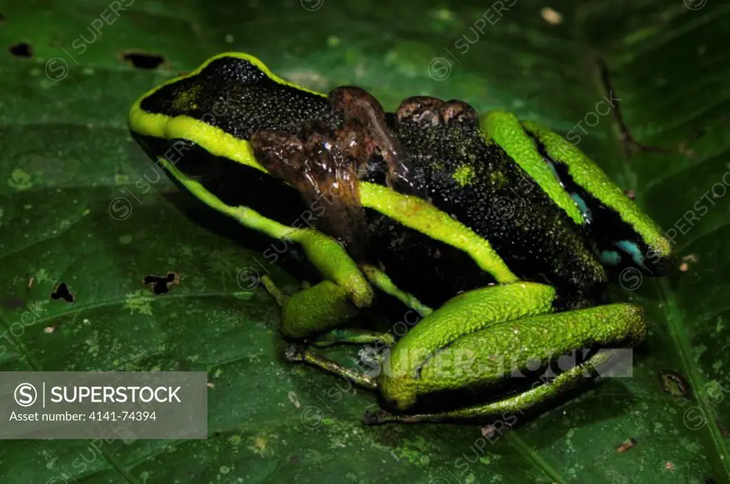 Three-striped Poison Dart Frog Ameerega trivittata, carrying tadpoles on its back, Tambopata Reserve, rio Tambopata, Peru, Amazonia