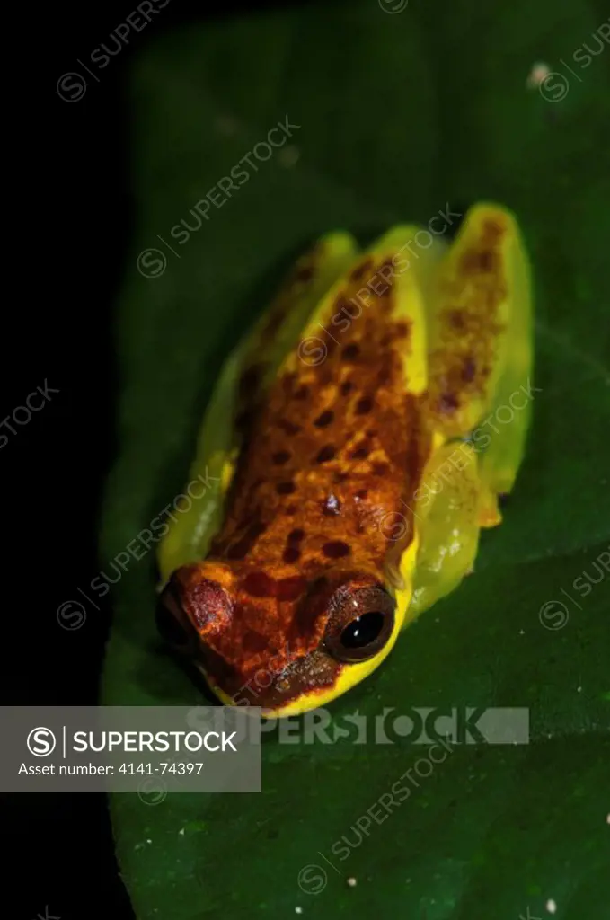 Tree Frog Dendropsophus rhodopeplus, Tambopata Reserve, rio Tambopata, Peru, Amazonia