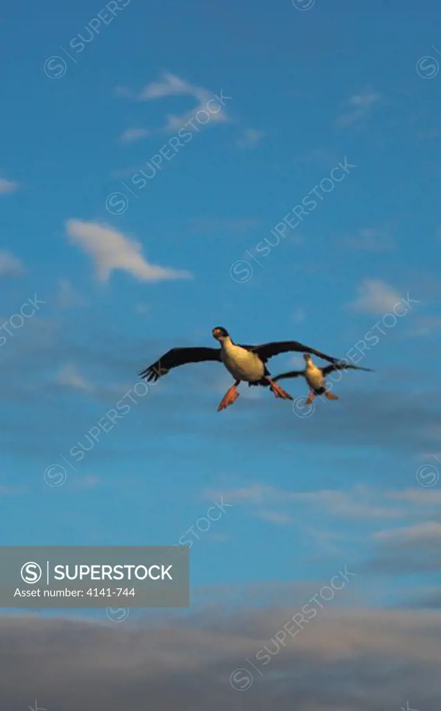 imperial or king shag phalacrocorax atriceps in flight falkland islands