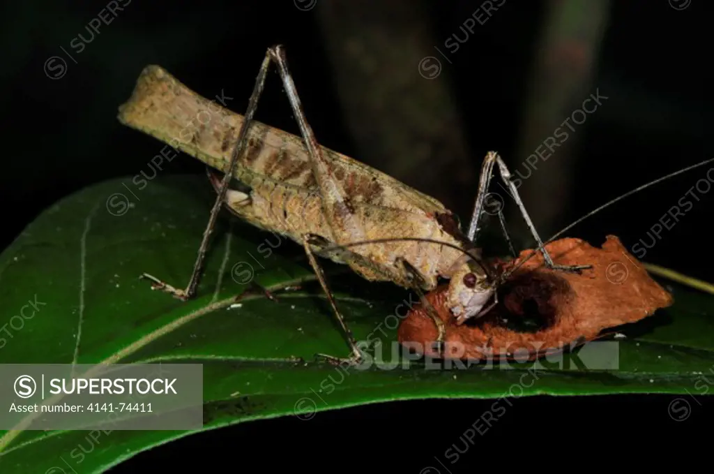 Undescribed/unidentified grasshopper, feeding on seed, Tambopata Reserve, rio Tambopata, Peru, Amazonia