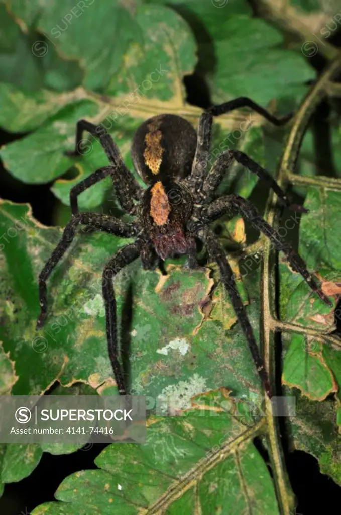 Wandering Spider Ctenus ornatus., family Ctenidae, Tambopata Reserve, rio Tambopata, Peru, Amazonia