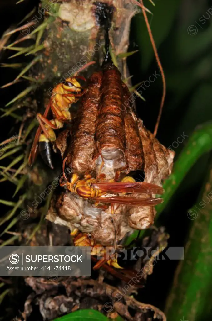 Wasps Polistes testaceicolor, Tambopata Reserve, rio Tambopata, Peru, Amazonia