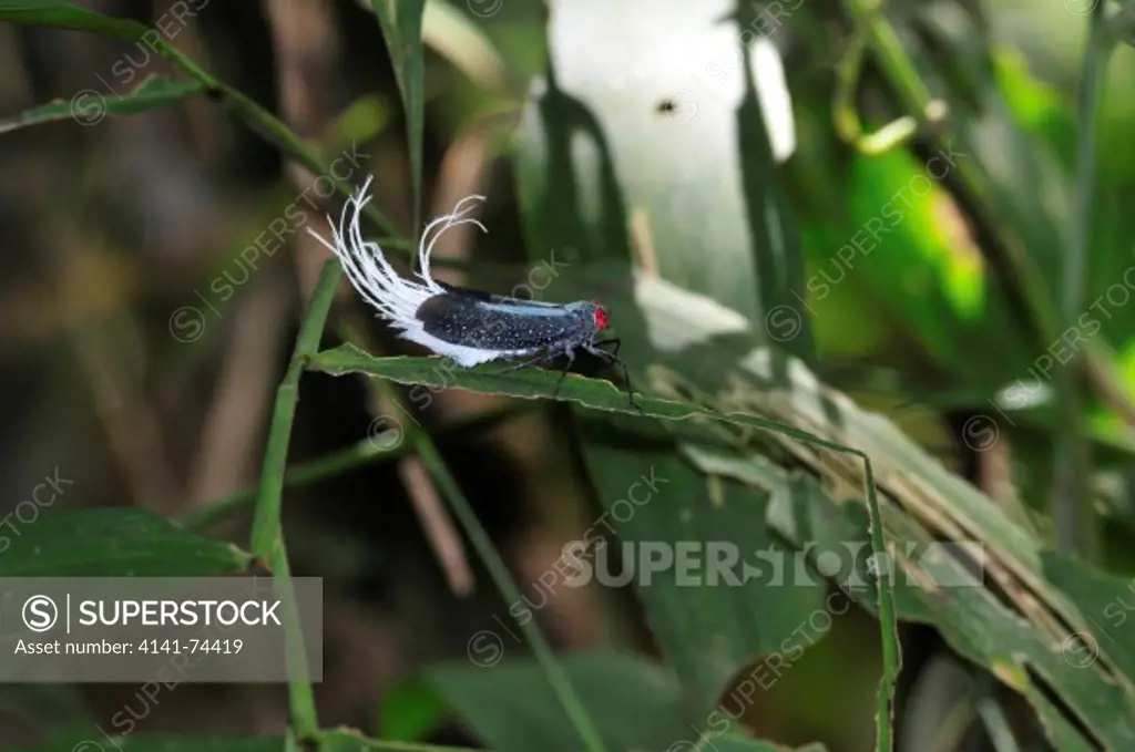 Wax tailed planthopper Lystra lanata, Tambopata Reserve, rio Tambopata, Peru, Amazonia