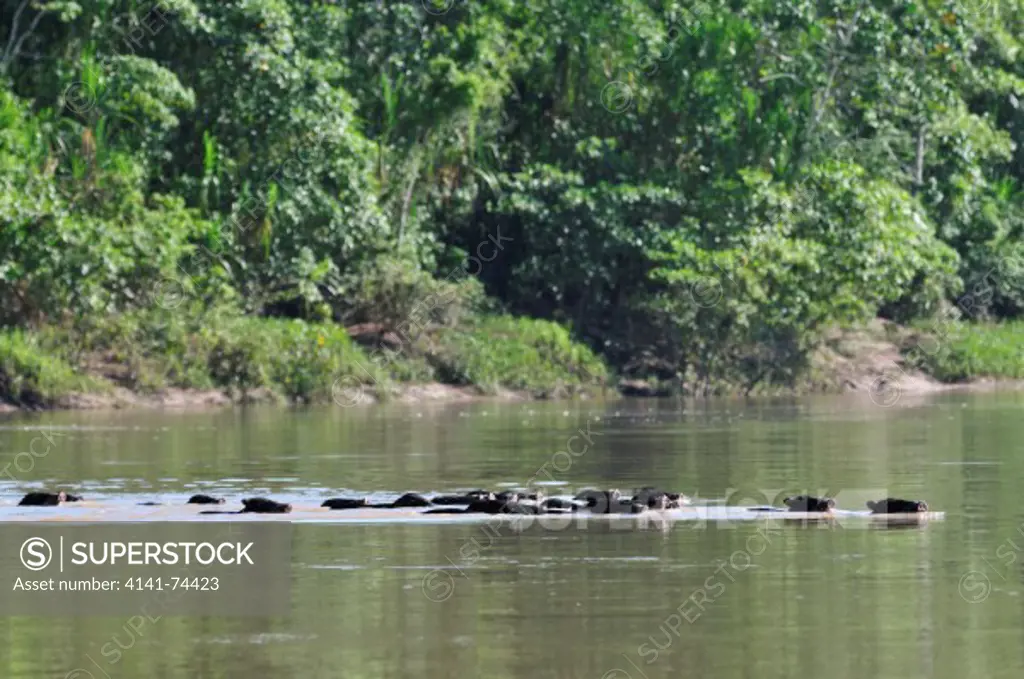 White-lipped Peccary Tayassu pecari, swimming across the river, Tambopata Reserve, rio Tambopata, Peru, Amazonia