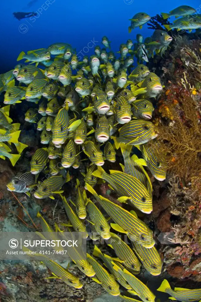 Seascape with diver and schooling Ribbon sweetlips Plectorhynchus polytaenia among hard and soft corals, Raja Ampat, West Papua, Indonesia
