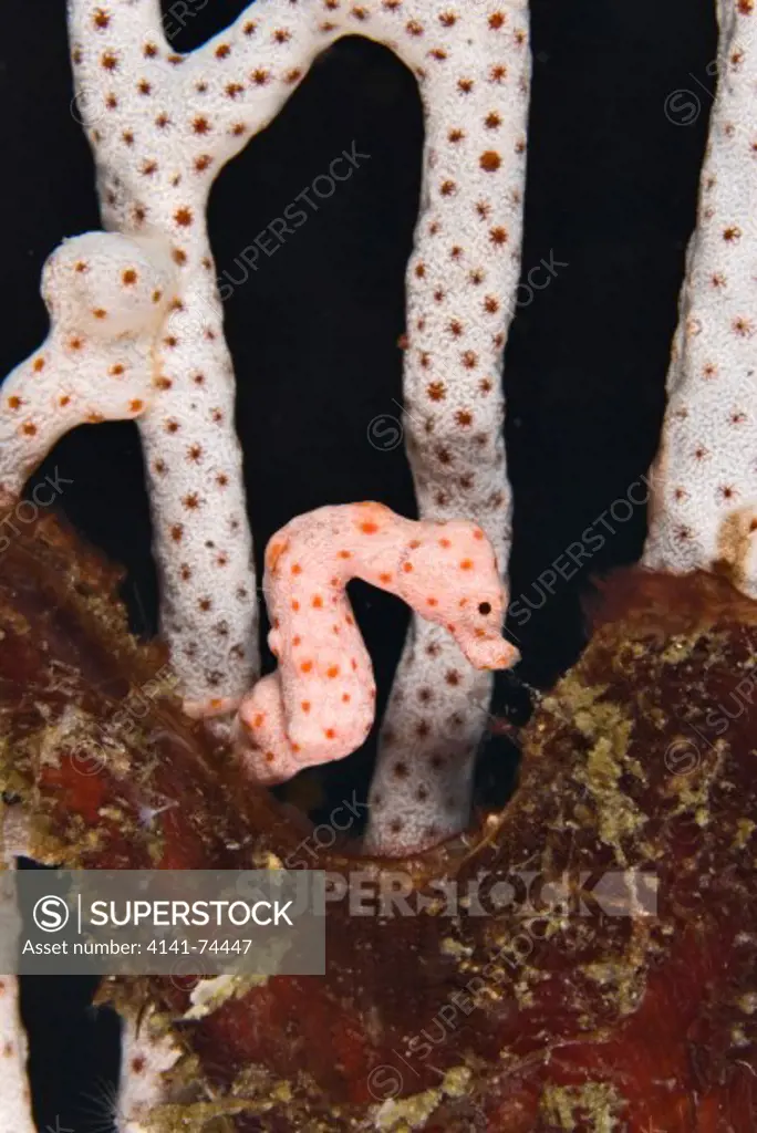 Denise's pygmy seahorse Hippocampus denise, Raja Ampat, West Papua, Indonesia