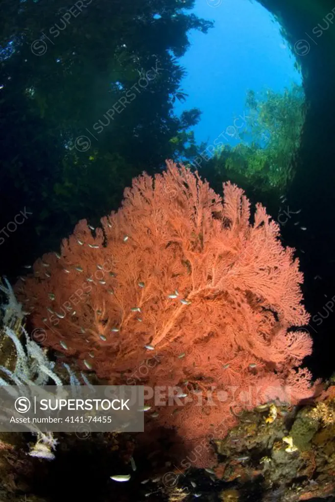 Seascape with soft corals in mangroves, Raja Ampat, West Papua, Indonesia