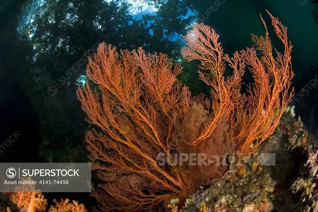 Seascape with hard and soft corals in mangroves, Raja Ampat, West Papua, Indonesia