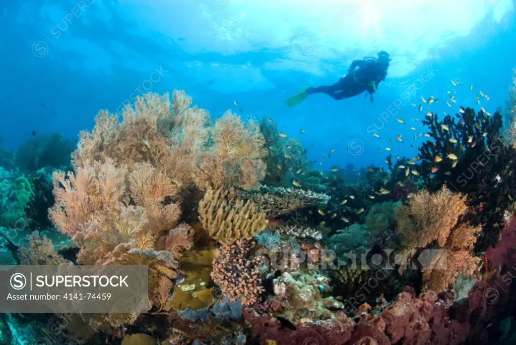 Seascape with diver among hard and soft corals, Raja Ampat, West Papua, Indonesia