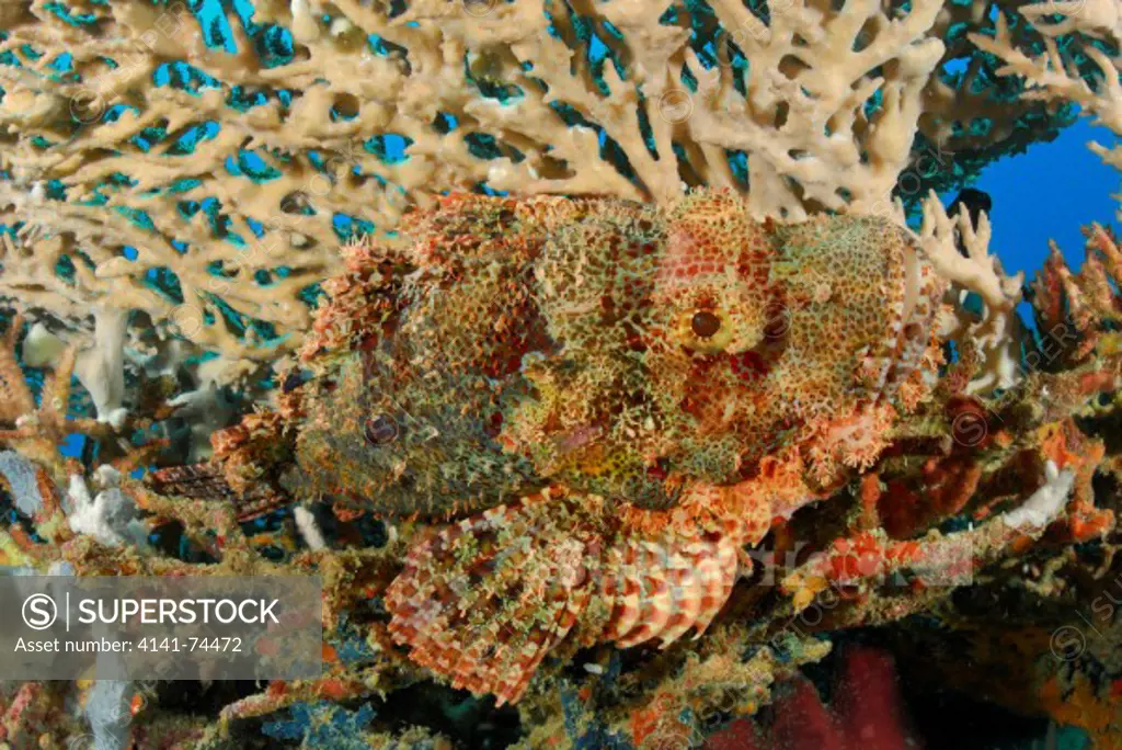 Tasselled scorpionfish Scorpaenopsis oxycephala, Pulau Lankayan, Sulu Sea, Sabah, Borneo, Malaysia