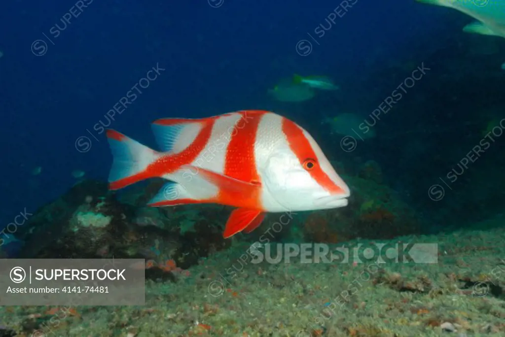 Red emperor snapper Lutjanus sebae, Pulau Lankayan, Sulu Sea, Sabah, Borneo, Malaysia