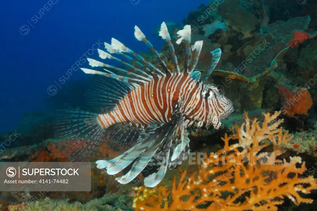Common lionfish Pterois volitans, Pulau Lankayan, Sulu Sea, Sabah, Borneo, Malaysia