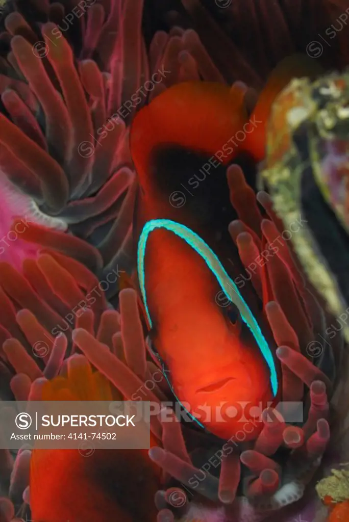 Bridled anemonefish Amphiprion frenatus, Pulau Lankayan, Sulu Sea, Sabah, Borneo, Malaysia