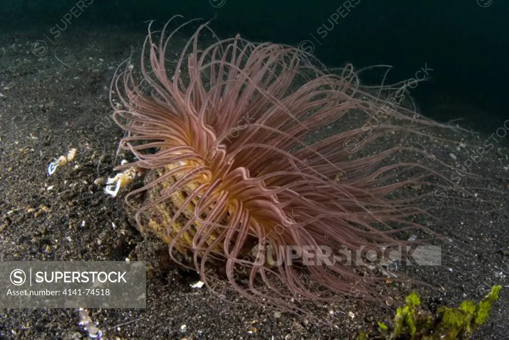 Cerianthid tube anemone on sea floor, Lembeh Strait, Northern Sulawesi, Indonesia