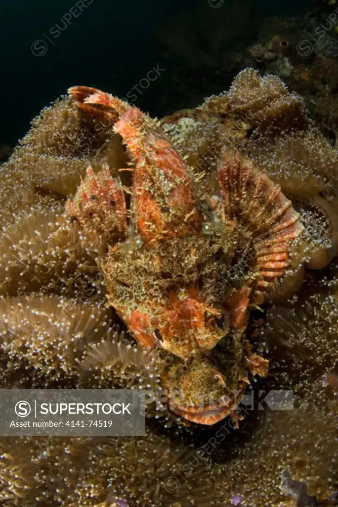 Scorpionfish Scorpaenopsis sp, Lembeh Strait, Northern Sulawesi, Indonesia