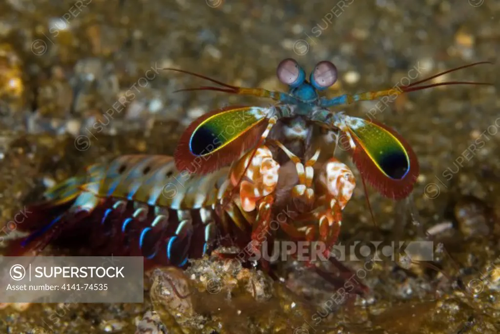 Peacock mantis shrimp Odontodactylus scyllarus, Lembeh Strait, Northern Sulawesi, Indonesia