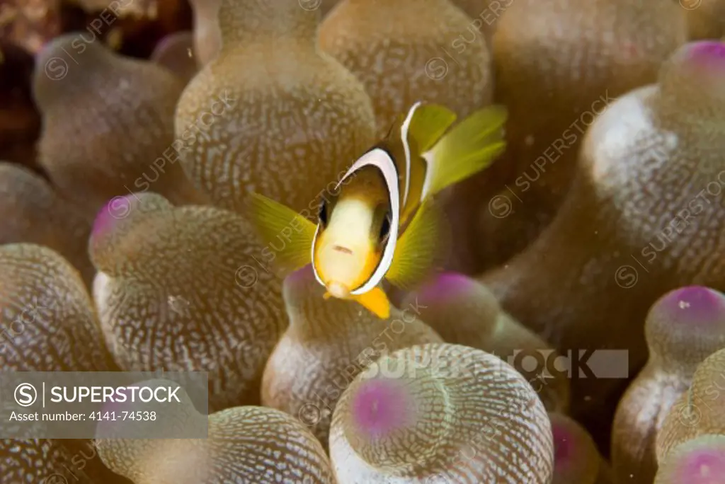 Clark's Clown or Anemone fish Amphiprion clarkii juvenile, Lembeh Strait, Northern Sulawesi, Indonesia