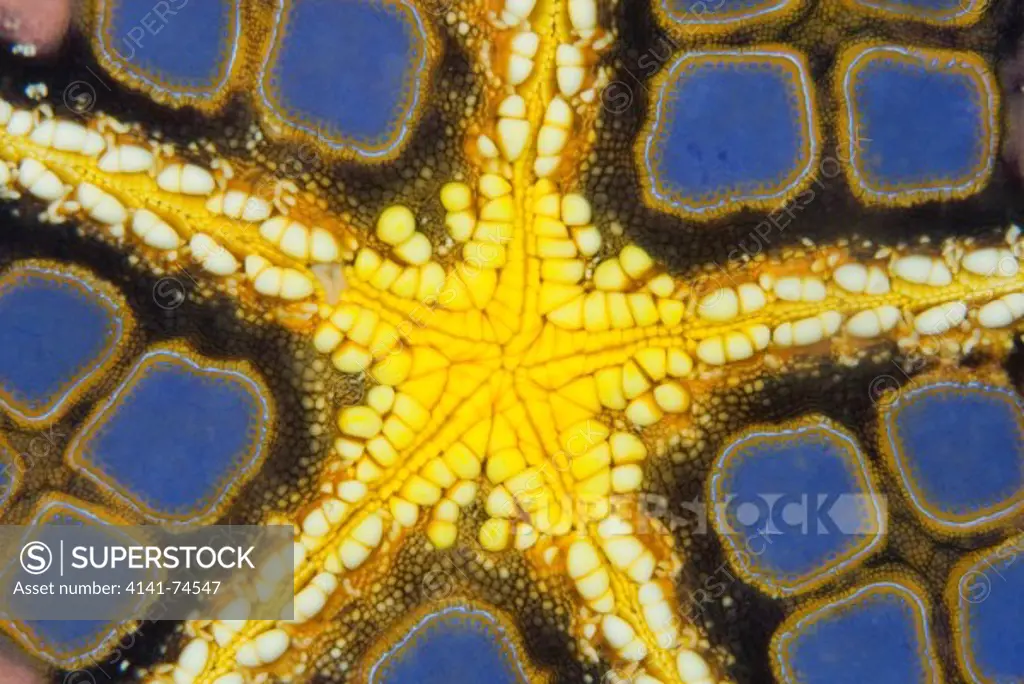 Oral face detail of Pentaceraster sp sea star, Lembeh Strait, Northern Sulawesi, Indonesia