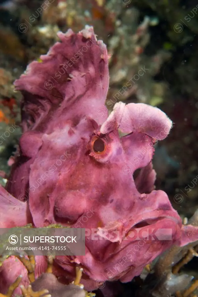 Paddle-flap scorpionfish Rhinopias eschmeyeri, lilac phase, Lembeh Strait, Northern Sulawesi, Indonesia