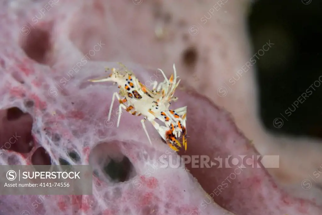 Tiger shrimp Phyllognatia ceratophthalmus on pink sponge, Lembeh Strait, Northern Sulawesi, Indonesia