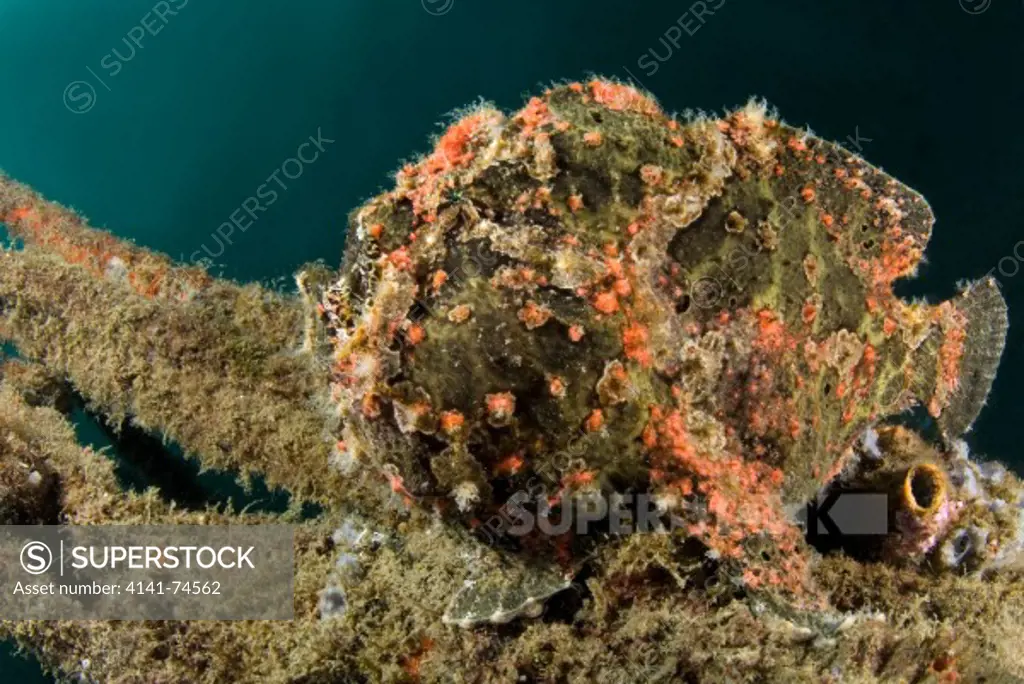 Giant frogfish Antennarius commersoni, Lembeh Strait, Northern Sulawesi, Indonesia
