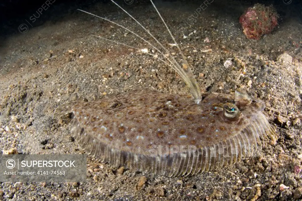 Leopard flounder Bothus pantherinus displaying defensively, Lembeh Strait, Northern Sulawesi, Indonesia