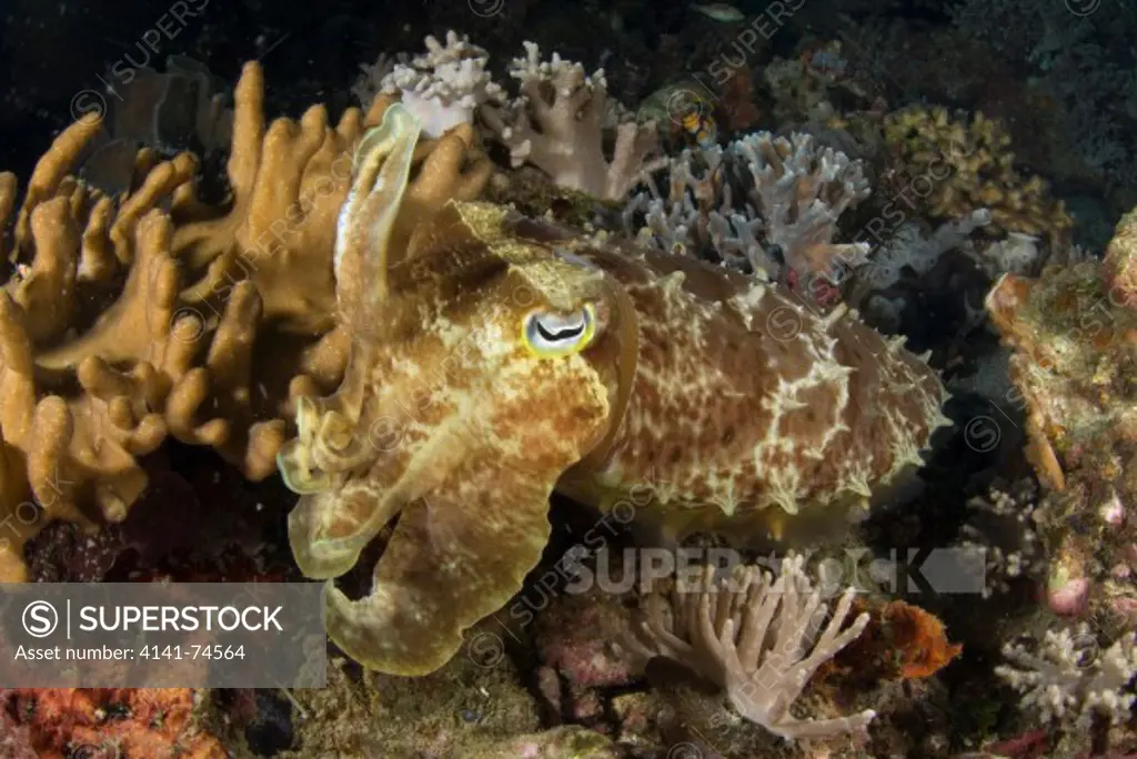 Broadclub cuttlefish Sepia latimanus, Lembeh Strait, Northern Sulawesi, Indonesia
