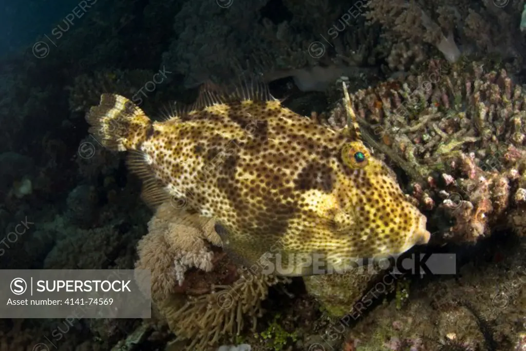 Strapweed filefish Pseudomonacanthus macrurus on reefscape, Lembeh Strait, Northern Sulawesi, Indonesia