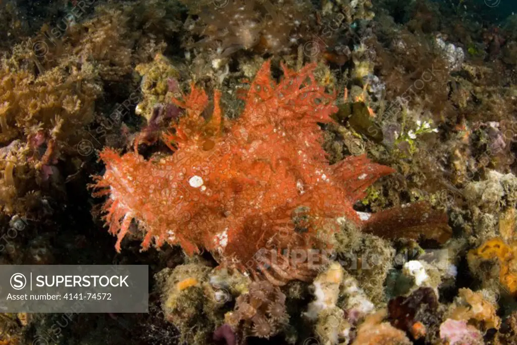 Weedy scorpionfish Rhinopias frondosa, orange phase, Lembeh Strait, Northern Sulawesi, Indonesia