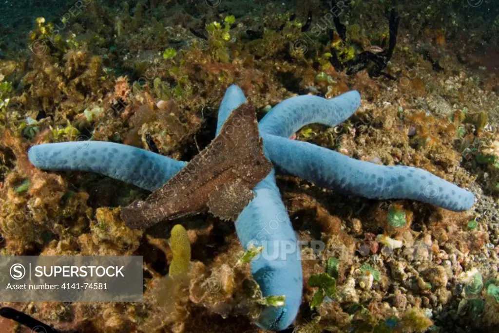 Blue sea star Linckia sp with Spiny waspfish Ablabys macracanthus, Lembeh Strait, Northern Sulawesi, Indonesia