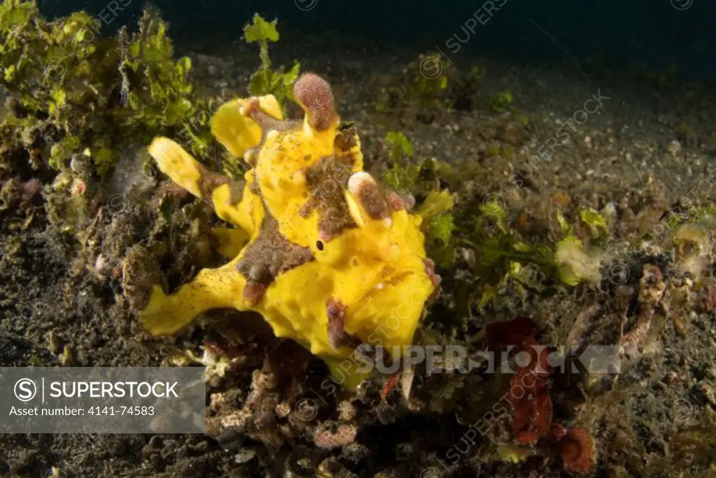 Warty or Clown frogfish Antennarius maculatus, Lembeh Strait, Northern Sulawesi, Indonesia