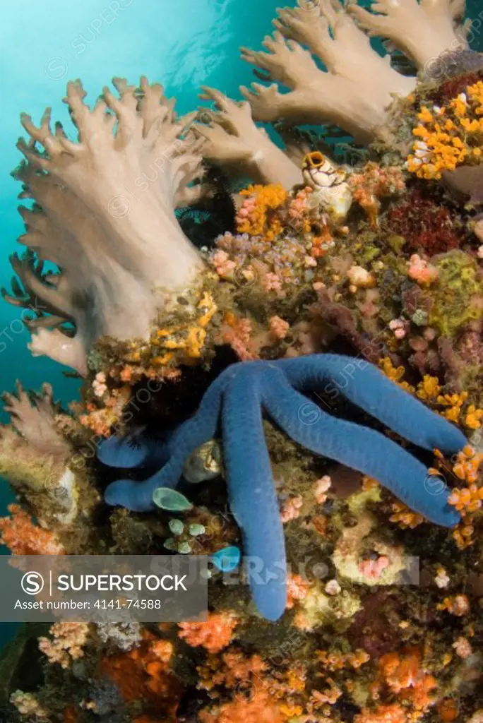 Blue sea star Linckia sp on coral reef wall, Lembeh Strait, Northern Sulawesi, Indonesia