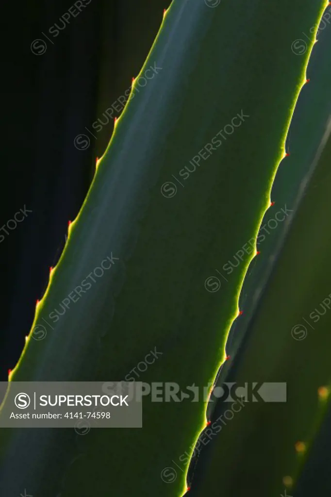 CENTURY PLANT, AGAVE or AMERICAN ALOE (Agave americana) backlit detail, Lovers Key State Park, Florida, USA.