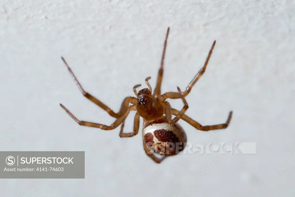 NOBLE FALSE WIDOW SPIDER (Steatoda nobilis) in home, West Sussex, UK. Introduced to the UK in the late 19th Century from the Canary and Madeira islands, probably among crates of imported fruit. Britiain's most venomous spider.