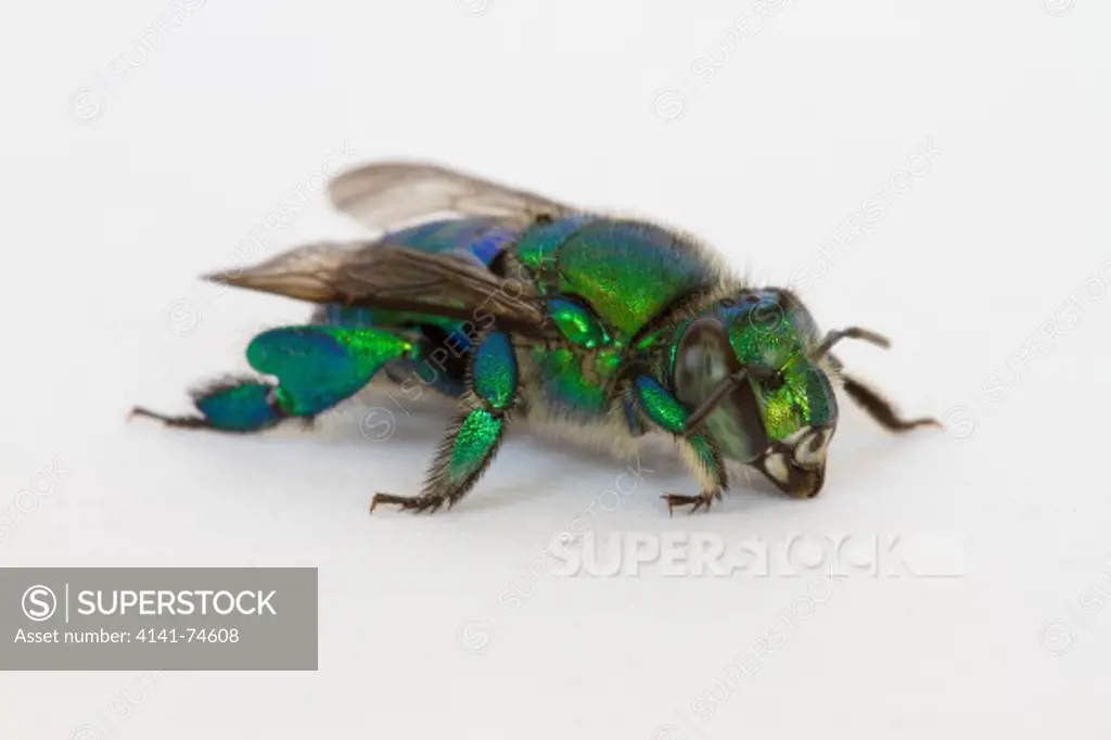 GREEN ORCHID BEE (Euglossa dilemma) Fort Myers, Florida, USA. Introduced species.