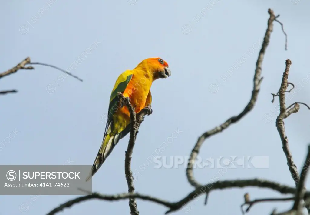 SUN PARAKEET or SUN CONURE (Aratinga solstitialis) Karasabai, Guyana, South America. Endangered species - threatened by loss of habitat and trapping for the pet trade.