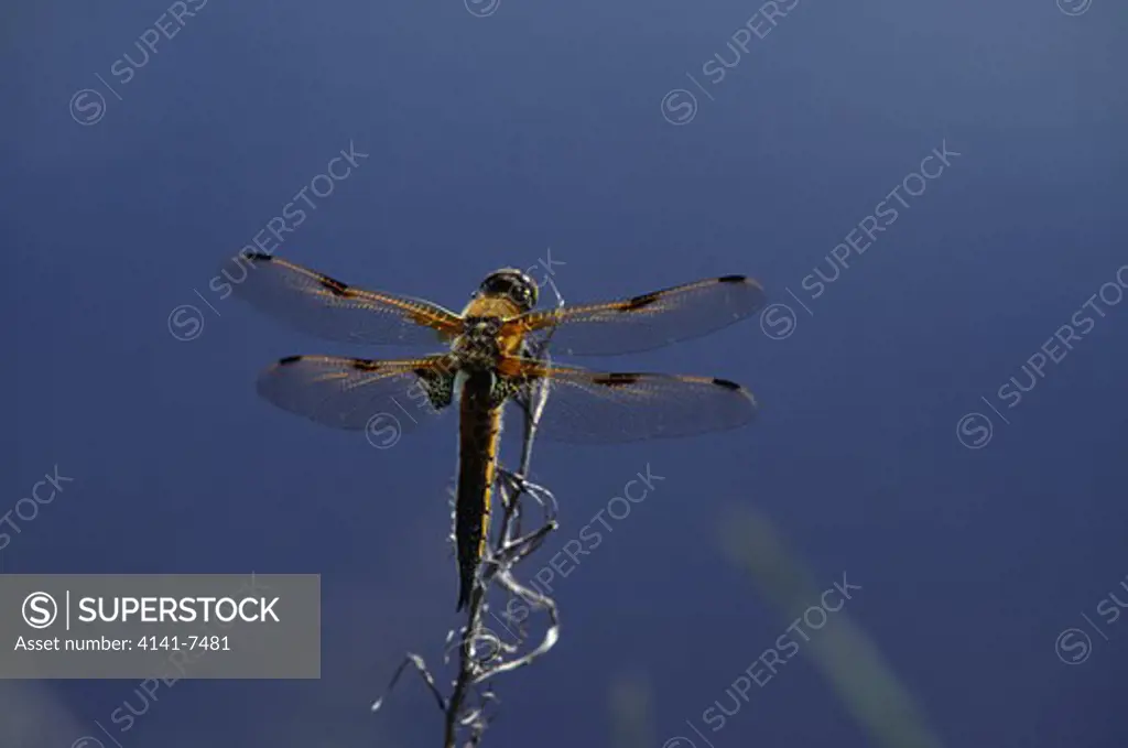 four-spotted chaser dragonfly libellula quadrimaculata switzerland. june 