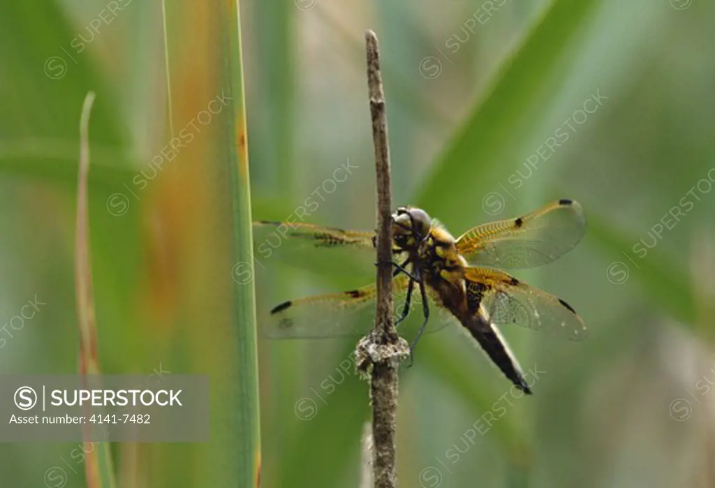 four-spotted chaser dragonfly libellula quadrimaculata canton of zurich switzerland 