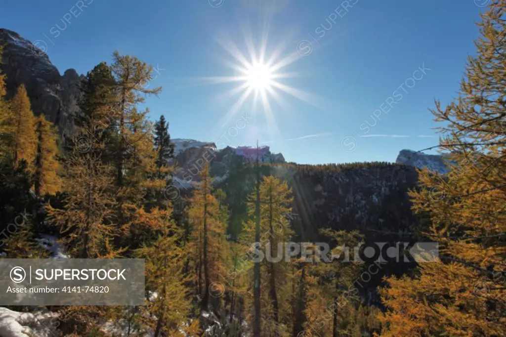 Backlit larch forest, Ampezzo Dolomites, Veneto, Italy