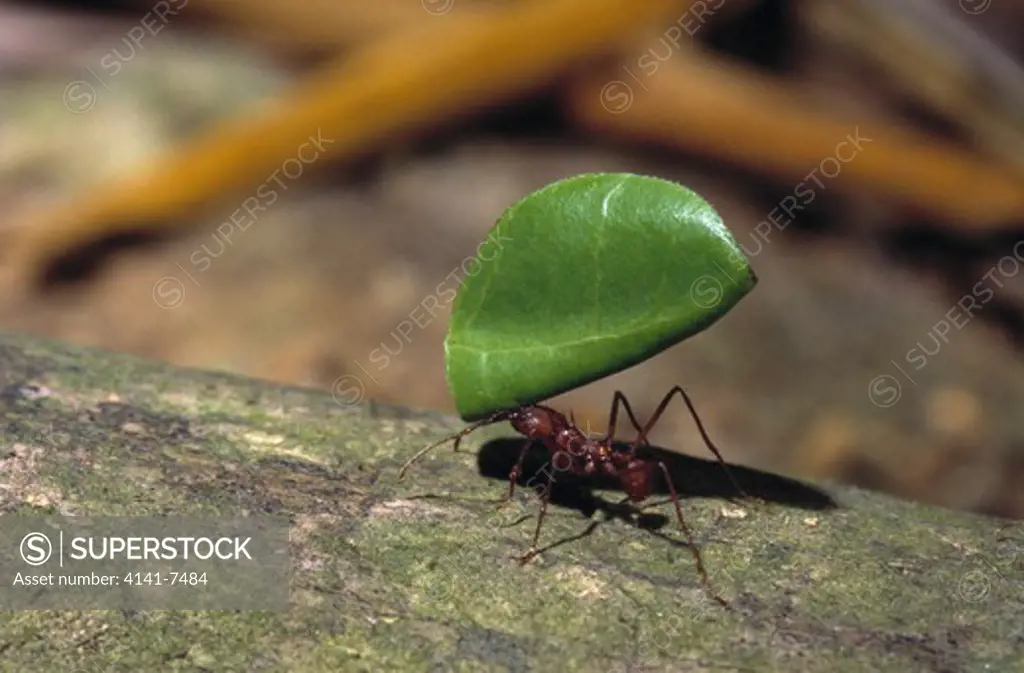 leaf-cutter ant atta sp. trinidad caribbean.