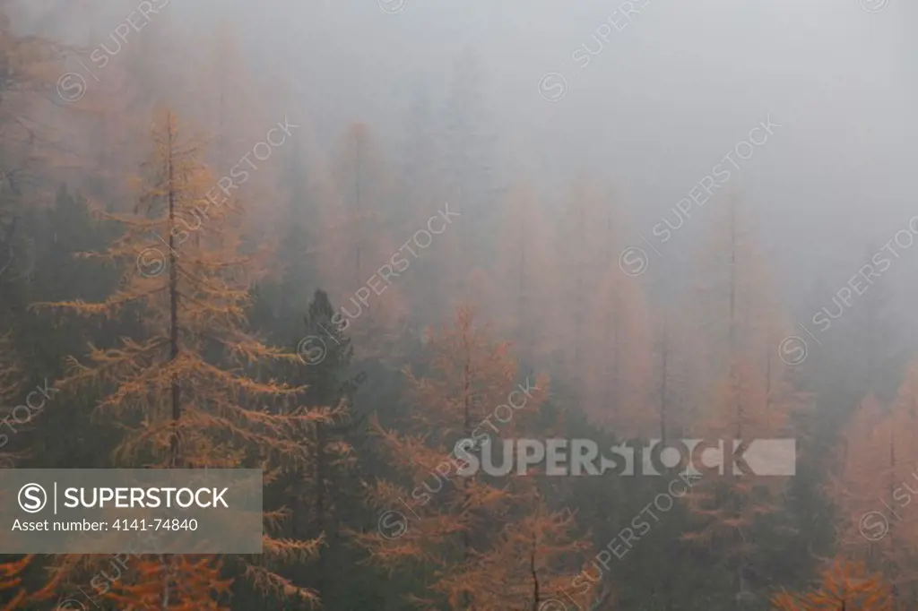 Larch in the mist, Fanes-Sennes-Braies Natural Park, Alto Adige, Italy