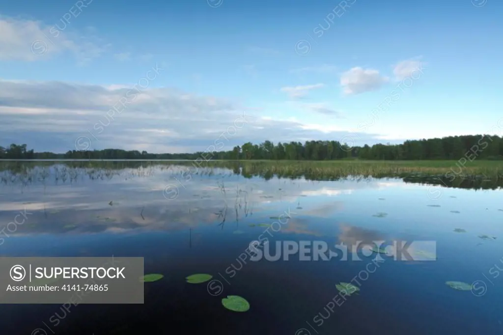 Water lilies on Vuoksa river, Priozersk, Russia
