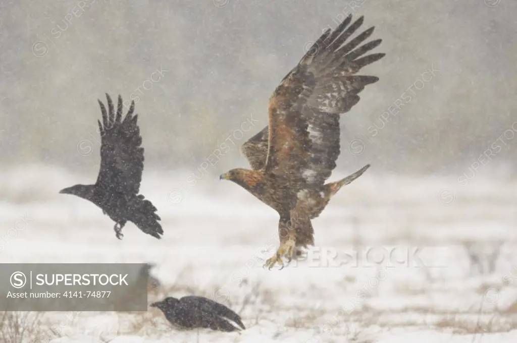 Golden Eagle (Aquila chrysaetos) in flight under snowfall. Finland. Kuhmo