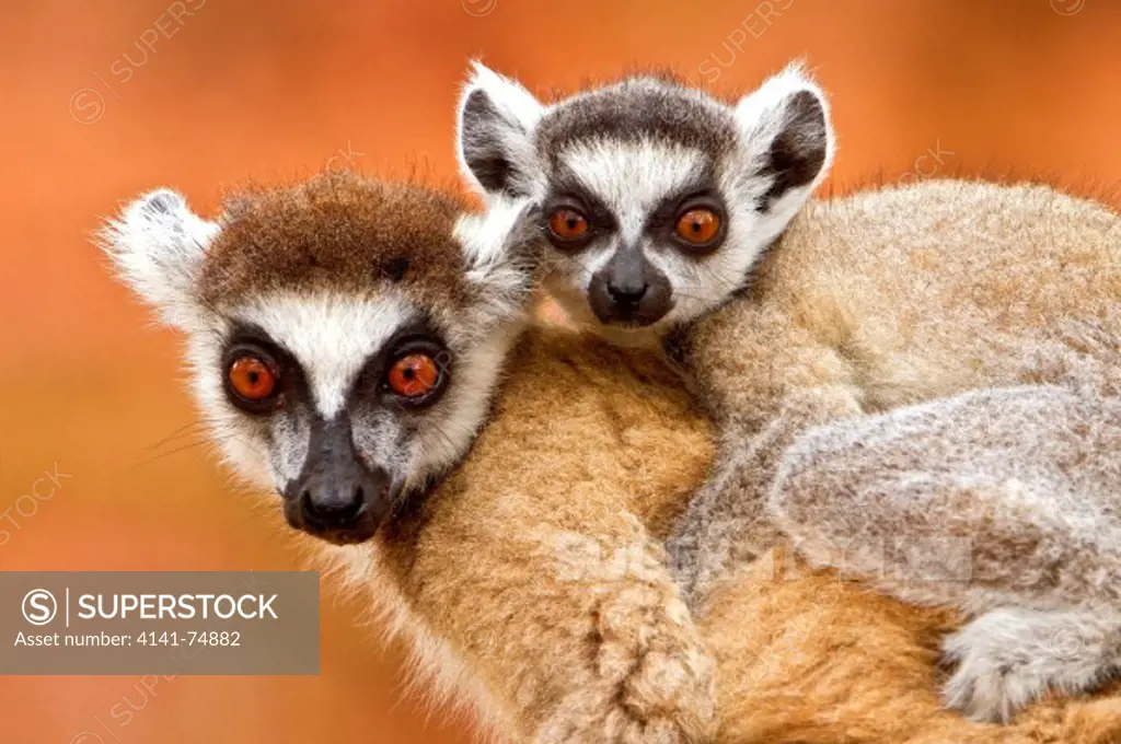 Ring-tailed lemur (Lemur catta) mother with young on back, Madagascar.