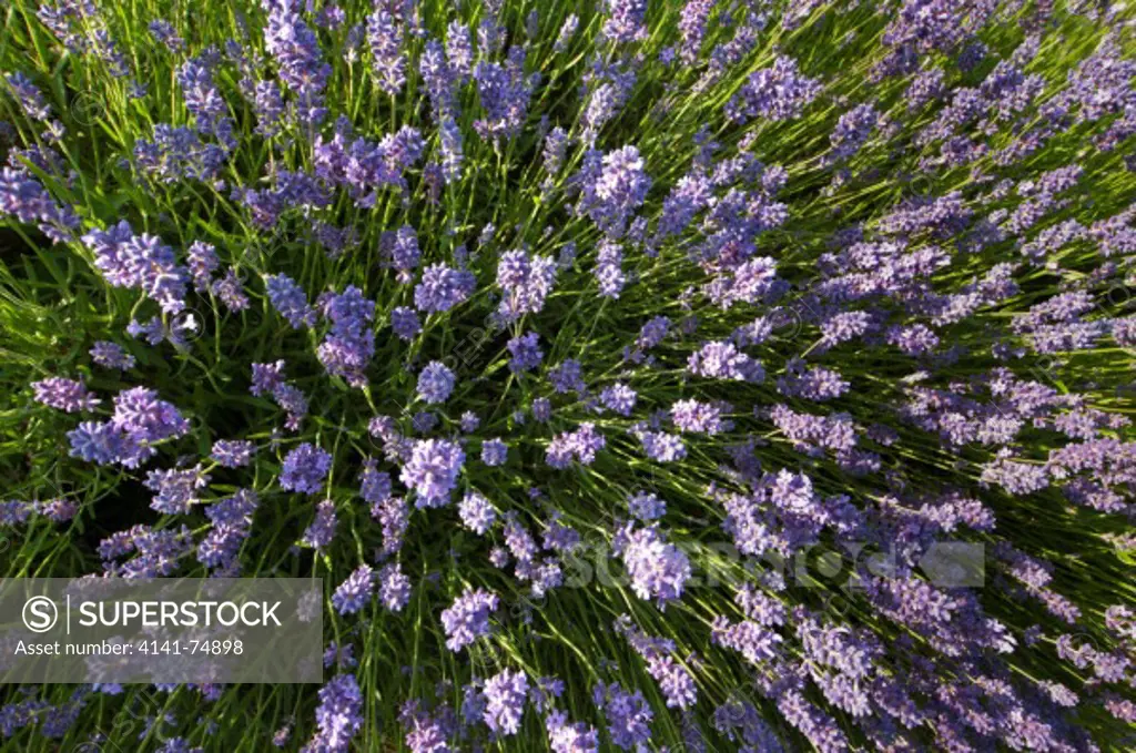 Lavendar, flowering, England, july