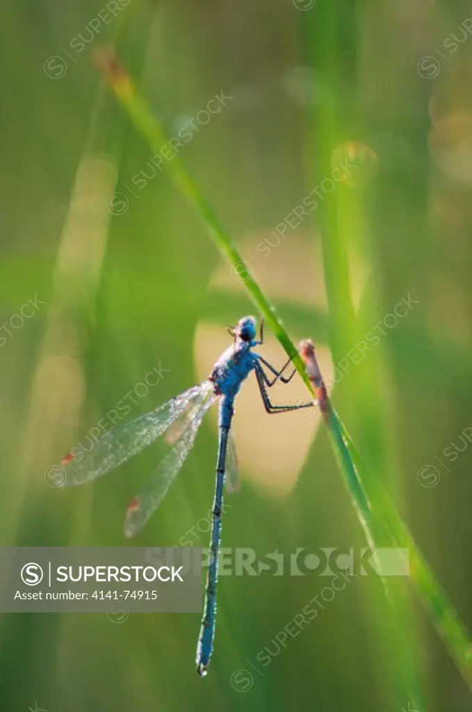 Common Emerald Damselfly (Lestes sponsa) clinging to reed, at sunrise, Elmley Marshes NNR, Isle of Sheppey, Kent, England, july