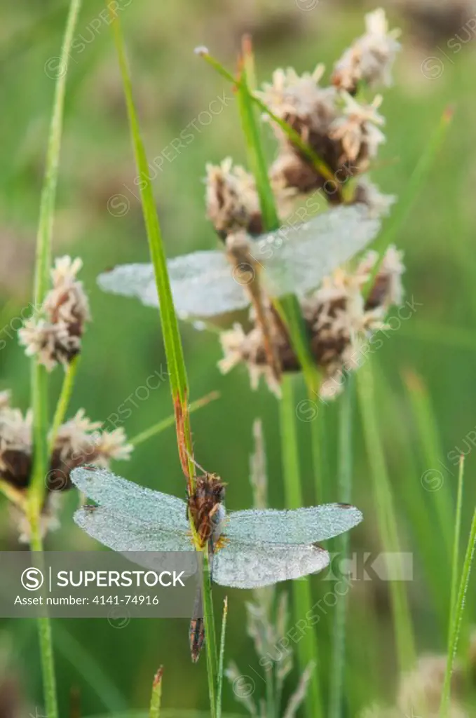 Common Darter (Sympetrum striolatum) dragonfly, covered in dew at sunrise, Elmley Marshes NNR, Isle of Sheppey, Kent, England, july