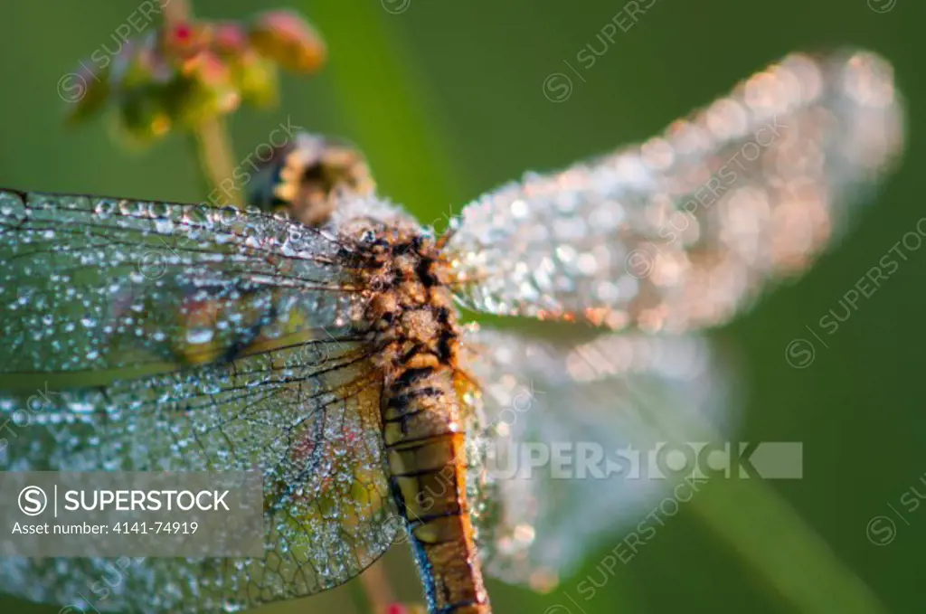 Common Darter (Sympetrum striolatum) dragonfly, adult, at sunrise, Elmley Marshes NNR, Isle of Sheppey, Kent, England, july