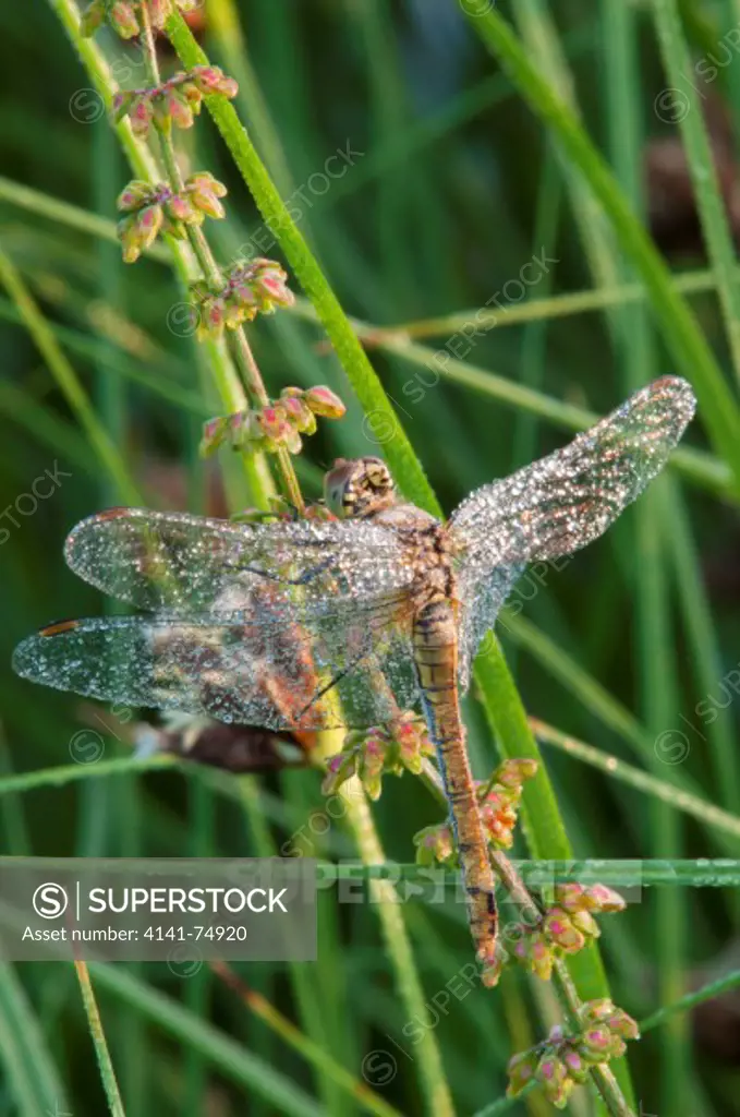 Common Darter (Sympetrum striolatum) dragonfly, adult, at sunrise, Elmley Marshes NNR, Isle of Sheppey, Kent, England, july