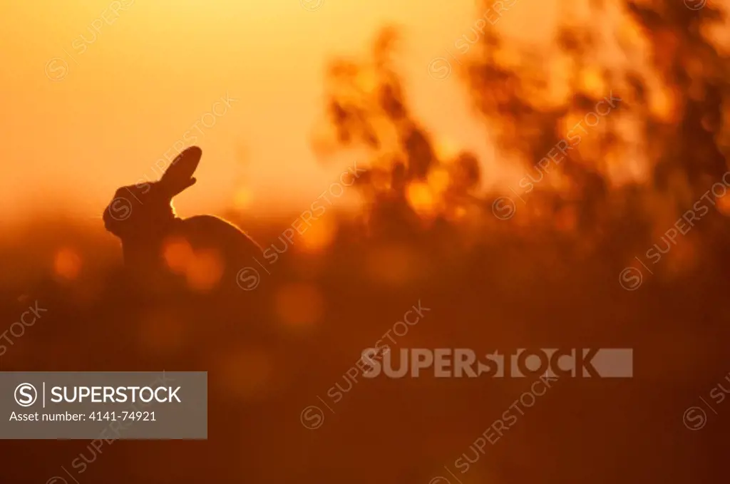 European Rabbit (Oryctolagus cuniculus) adult, on grass, at sunset, Isle of Sheppey, Kent, England, july